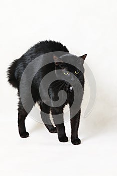 Scared black cat