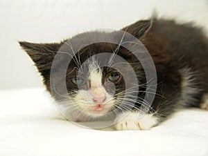 Scared black with white kitten