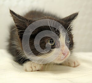 Scared black with white kitten