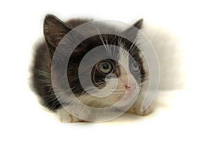 Scared black with white kitten