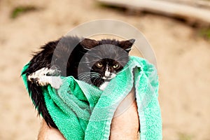 Scared black and white kitten in a green towel in the human hand after washing photo