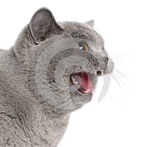 Scared British Shorthair cat hissing