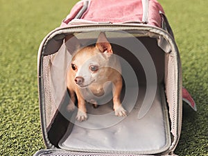 Scared  brown  Chihuahua dog sitting in traveler pet carrier bag on green grass,  looking  out of the bag. Safe travel with