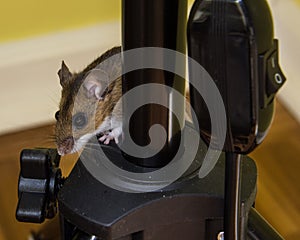 A scared brown house mouse, Mus musculus, climbing on black instrumentation.