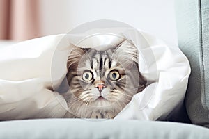 Scared Cat in a Bed, Generative AI