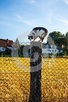 Scared cat on a fence post