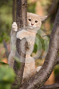 Scared cat hugged a tree branch, cute ginger kitten in a confusion among foliage, pet walks in nature, funny animals