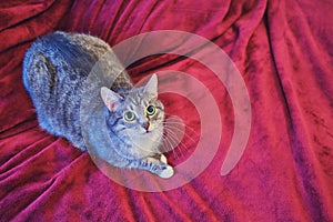 A scared cat on a red bed looks plaintively with big green eyes, copy space for text
