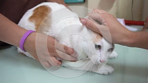 Scared Cat on Table at Vet Clinic.