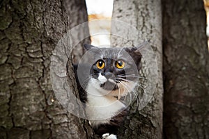 A scared cat on a tree