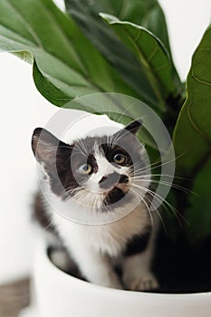 Scared cute little kitten sitting under fiddle leaf fig tree in