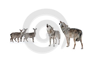 Scared deer with fear looks at howling wolves isolated on white