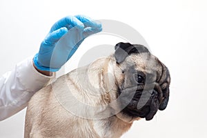 Scared of doctors. Cute scared pug dog puppy at medical checkup. emotional dog expresses fear  Veterinarian gloves
