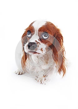 Scared dog. Cavalier king charles spaniel puppy studio photo. Scared or guilty face. King charles spaniel photography