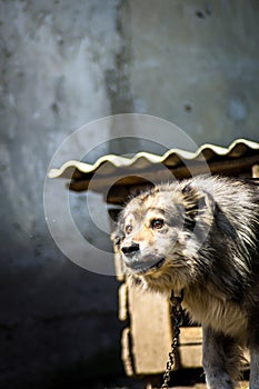 Scared dog on a chain barking