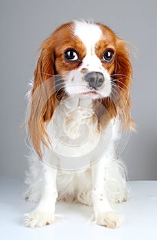 Scared dog. Cute abandoned scared guity face cavalier king charles spaniel dog pet animal photo. Scared dog puppy on