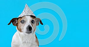 Scared dog in a foil hat