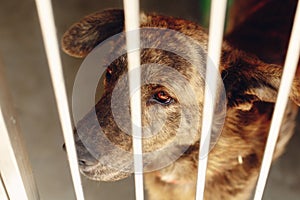 scared dog in shelter cage with sad crying eyes , emotional moment, adopt me concept, space for text.