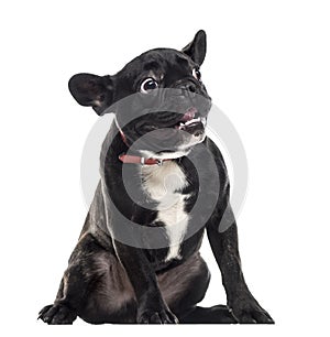 Scared dumb French Bulldog making a face, isolated on white