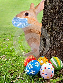 Scared Easter Bunny or Easter Rabbit peeking out a tree because of Coronavirus or Covid-19 pandemic with a surgical face mask.