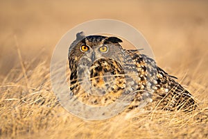 Scared eurasian eagle-owl hiding in grass in autumn.