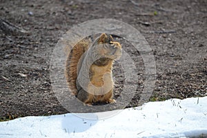 Scared Fox Squirrel