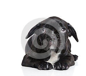 Scared French bulldog puppy photo