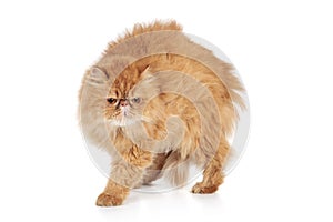 Scared Ginger Persian cat photo