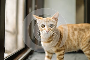 Scared ginger tabby young cat looking in the camera