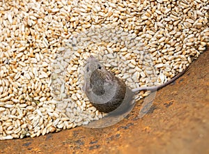 scared gray rodent mouse sitting in a barrel with a supply of wheat grains and spoil the harvest