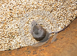 scared gray rodent mouse sitting in a barrel with a supply of wheat grains and spoil the harvest photo