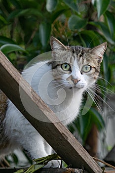 Scared grey white cat looks at the camera with apprehension.