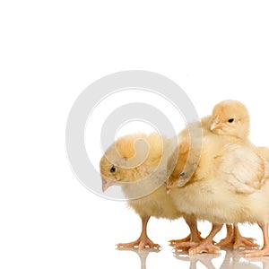 Scared group of chicks