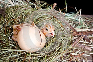 Scared hatched chick