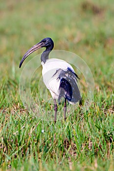 Scared ibis on grassland