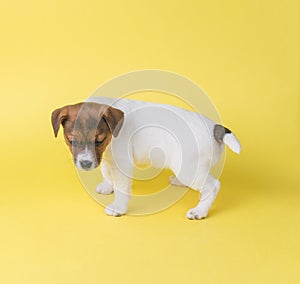 A scared Jack Russell terrier puppy on a yellow background