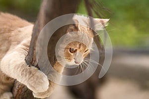 Scared kitten hugs a tree branch and watches from top to bottom, pet walking and hunting in nature, funny animals