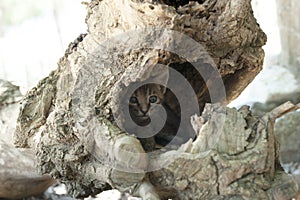 Scared kitten posing for me from inside the hollow of the tree