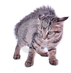 Scared kitten