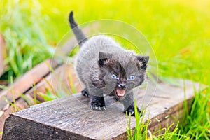 A scared kitten stands on a log. Little kitten on the street. Fluffy kitten. . Pets