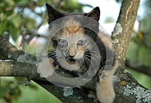 Scared kitten on the tree
