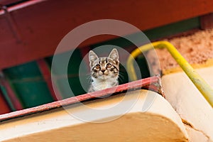 Scared kitten watching from above