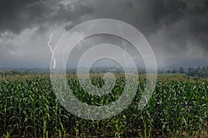 Scared lightning far away in corn farm in monsoon season