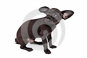 Scared Little Black Chihuahua Puppy