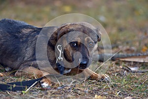 Scared little brown mongrel puppy at animal shelter