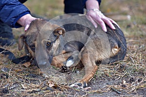 Scared little brown mongrel puppy at animal shelter