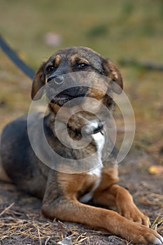 Scared little brown mongrel puppy at animal shelter