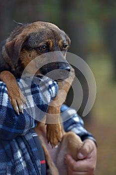 Scared little brown mongrel puppy at animal shelter