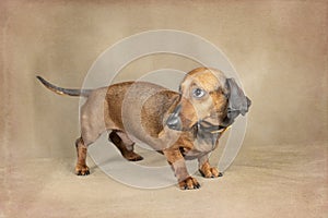 Scared Little Dachshund