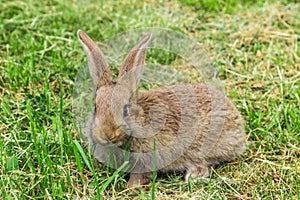 Scared look of young grey rabbit